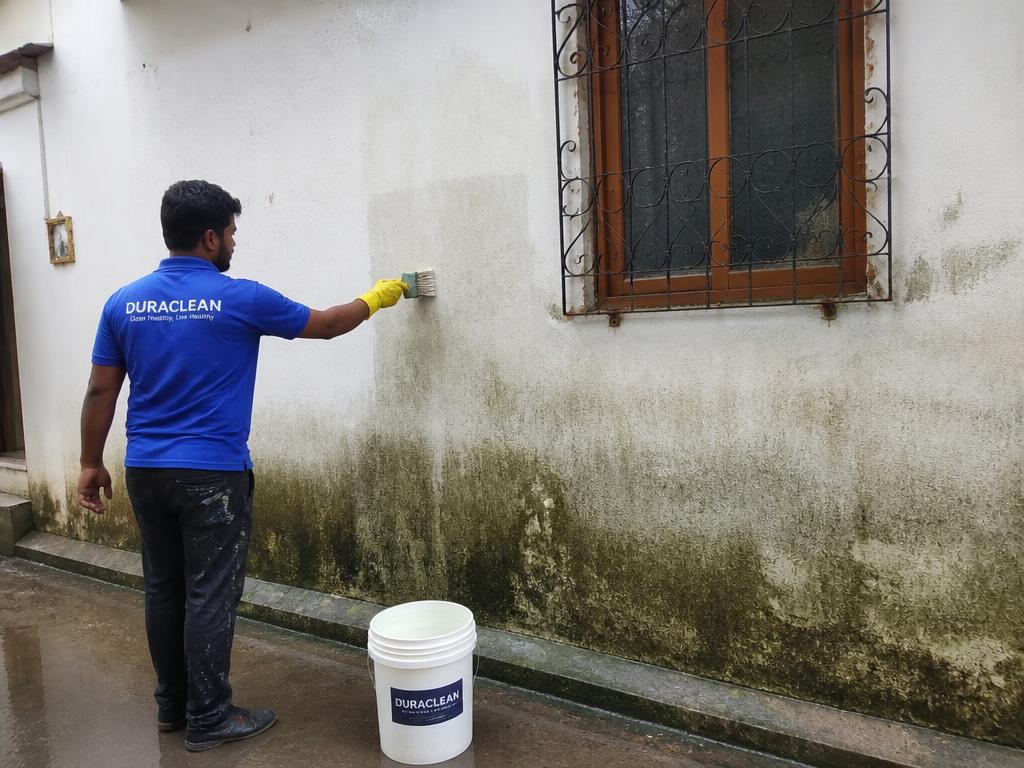 External wall damp and algae treatment